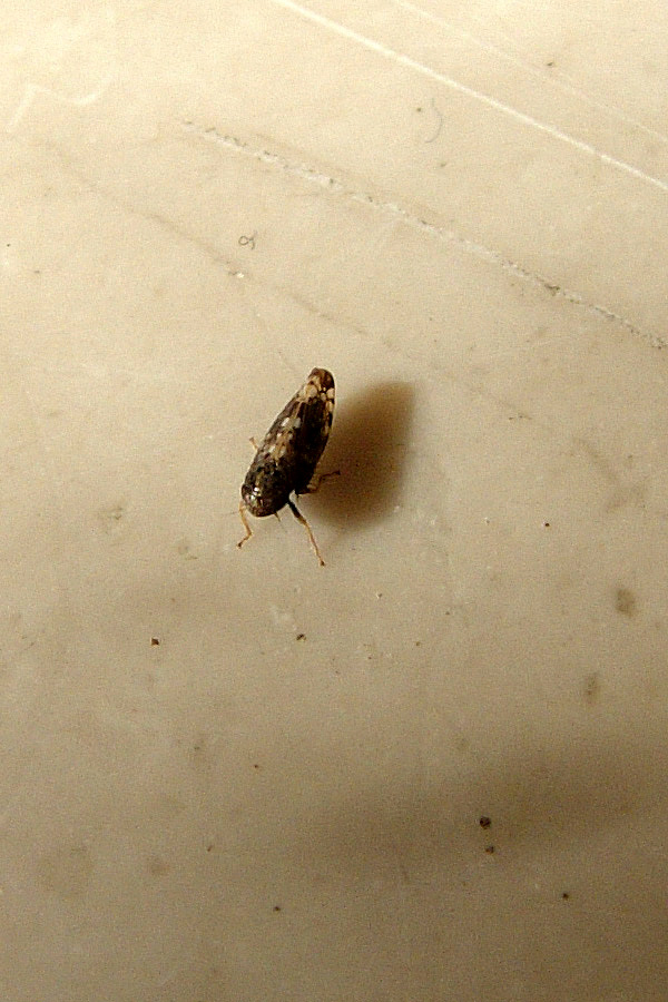 Homoptera minimo...Neoaliturus cfr. fenestratus